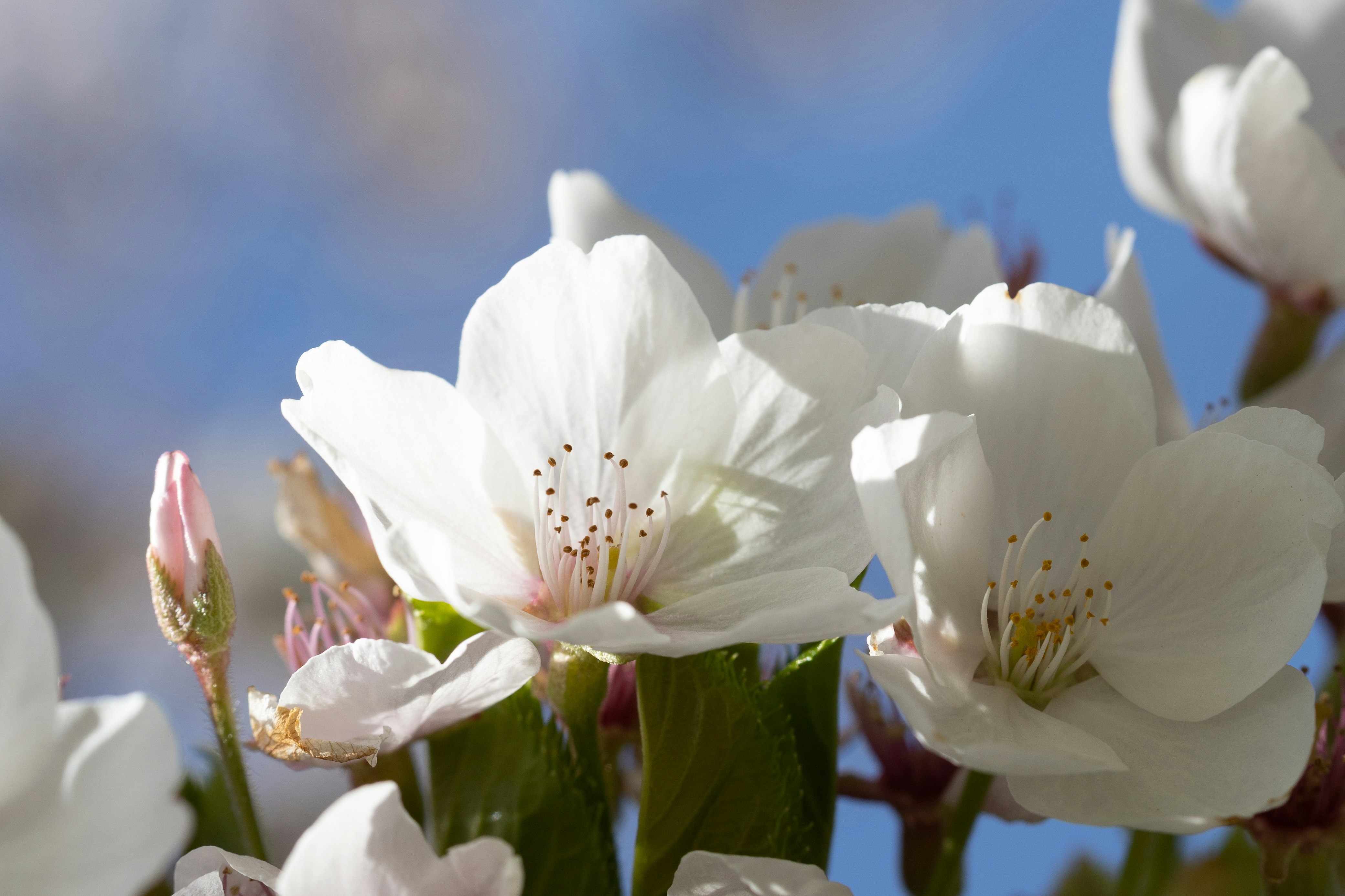 white flower in macro shot